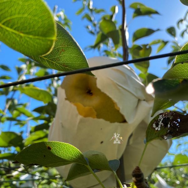 和平高海拔甘露梨｜多汁清甜 🍐【梨山極品寶盒】高山甘露梨｜多汁甜脆・王者登場！

來自海拔兩千公尺的頂級滋味！

產地直飛舌尖的甘甜,吸飽高山晨露與精華,每一口都是震撼爆汁的絕妙體驗！