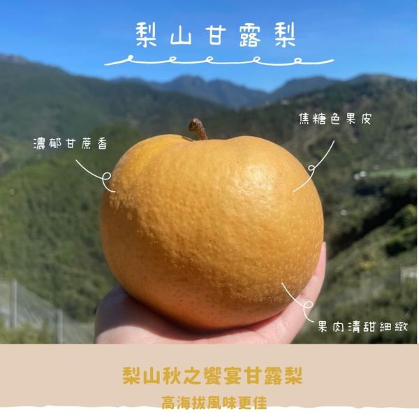 預購-梨山甘露梨（超多汁又甜） 梨山甘露 多汁甘蔗味濃厚 梨山蔬果武陵農場