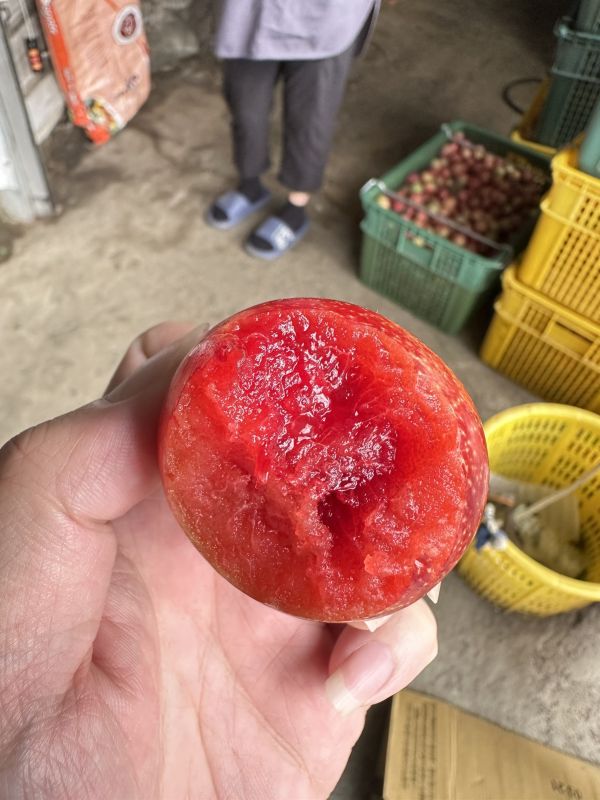 梨山西瓜李 梨山西瓜李 多汁清甜