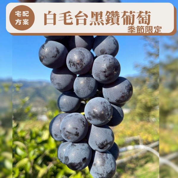 白毛台黑鑽葡萄 白毛台,白毛台葡萄,葡萄