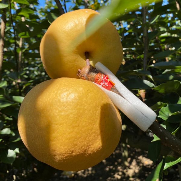 和平高海拔甘露梨｜多汁清甜 🍐【梨山極品寶盒】高山甘露梨｜多汁甜脆・王者登場！

來自海拔兩千公尺的頂級滋味！

產地直飛舌尖的甘甜,吸飽高山晨露與精華,每一口都是震撼爆汁的絕妙體驗！