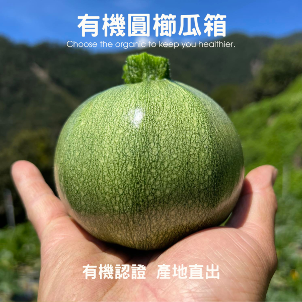 高山有機圓櫛瓜 有機櫛瓜,櫛瓜,圓櫛瓜,高山櫛瓜,高山有機櫛瓜,櫛瓜哪裡買,小農櫛瓜,櫛瓜箱,西葫蘆,節瓜