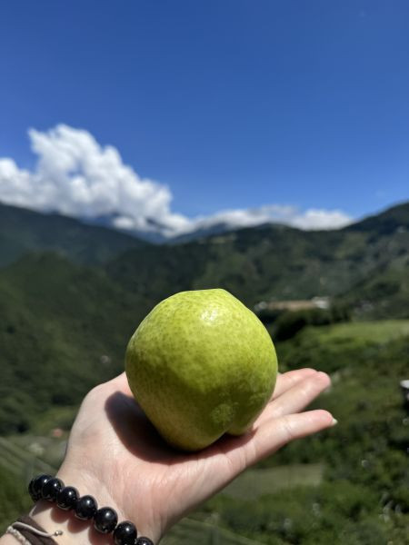 箱裝-梨山馥梨 梨山馥梨 香甜多汁 皮薄 連皮可吃 蘋果梨