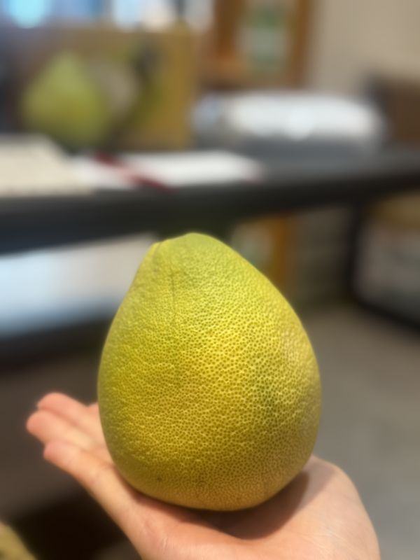 中秋送禮-麻豆外銷版文旦 文旦 多汁口感細膩 自然農法 麻豆文旦