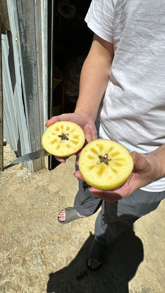 福壽山蜜蘋果-10斤裝 梨山蜜蘋果 脆甜可口 連皮可吃 新鮮現採 產地直送 福壽山蜜蘋果