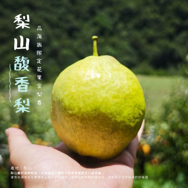 箱裝-梨山馥梨 梨山馥梨 香甜多汁 皮薄 連皮可吃 蘋果梨