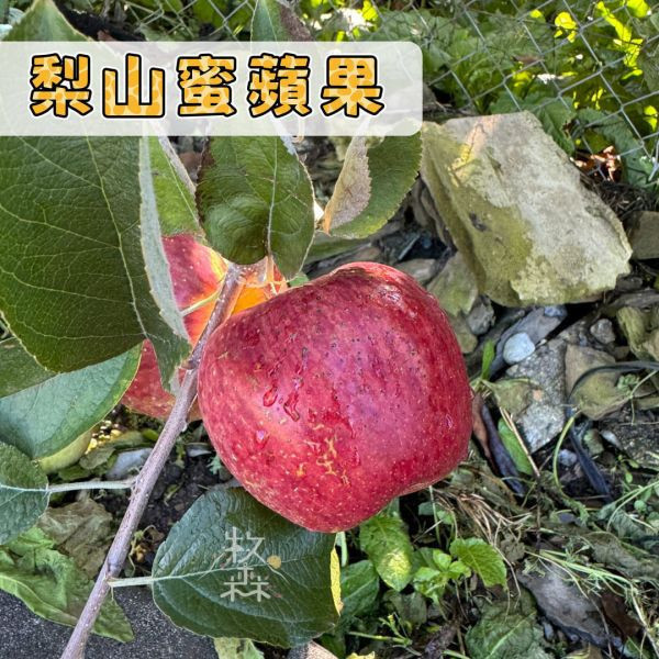 20斤箱裝-梨山蜜蘋果 梨山蜜蘋果 脆甜可口 連皮可吃 新鮮現採 產地直送