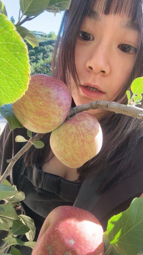 福壽山蜜蘋果-10斤裝 梨山蜜蘋果 脆甜可口 連皮可吃 新鮮現採 產地直送 福壽山蜜蘋果