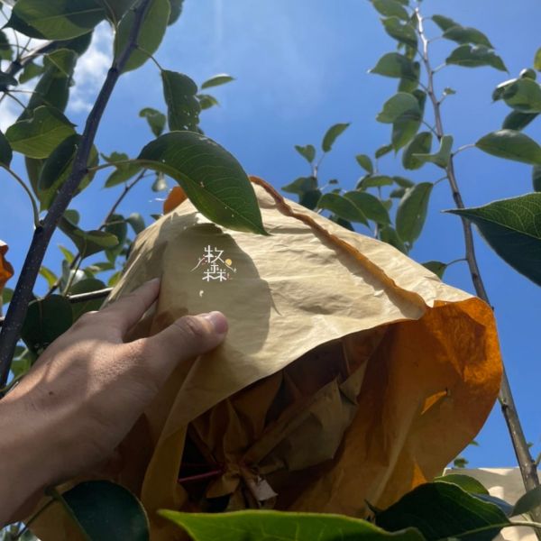 和平高海拔甘露梨｜多汁清甜 🍐【梨山極品寶盒】高山甘露梨｜多汁甜脆・王者登場！

來自海拔兩千公尺的頂級滋味！

產地直飛舌尖的甘甜,吸飽高山晨露與精華,每一口都是震撼爆汁的絕妙體驗！