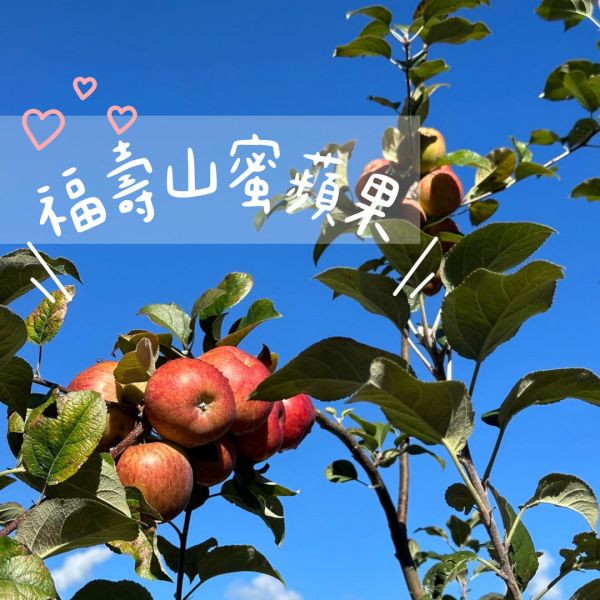 福壽山蜜蘋果-10斤裝 梨山蜜蘋果 脆甜可口 連皮可吃 新鮮現採 產地直送 福壽山蜜蘋果