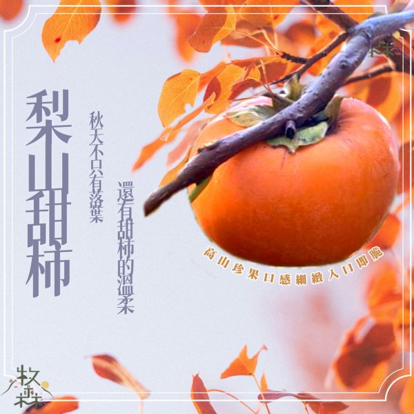 梨山甜柿 