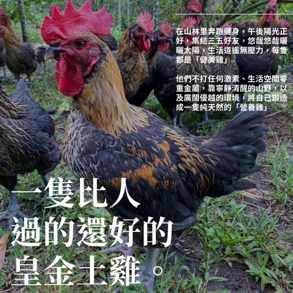 放牧皇金土雞 放牧 皇金土雞