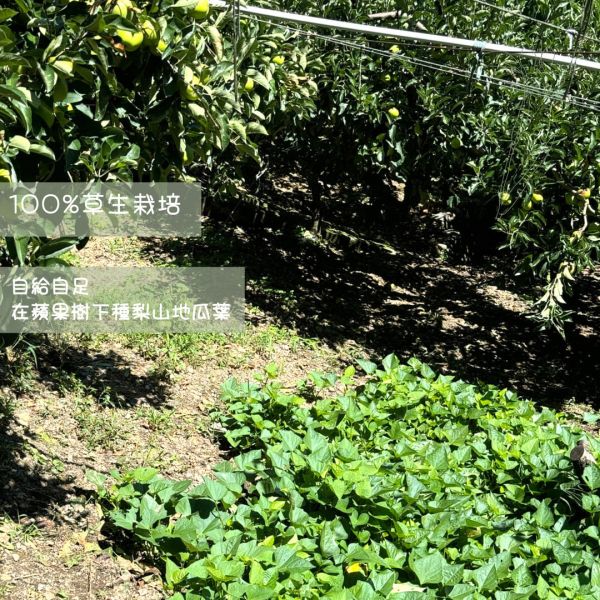 梨山青龍蘋果 梨山青龍蘋果
