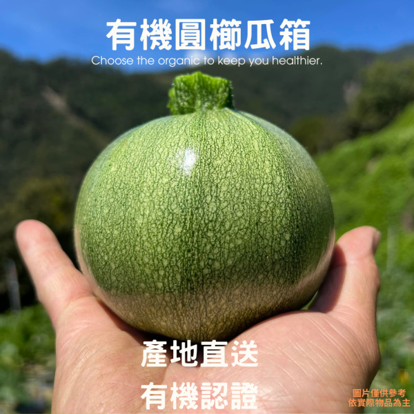 高山有機圓櫛瓜(限量) 有機櫛瓜,櫛瓜,圓櫛瓜,高山櫛瓜,高山有機櫛瓜,櫛瓜哪裡買,小農櫛瓜,櫛瓜箱,西葫蘆,節瓜