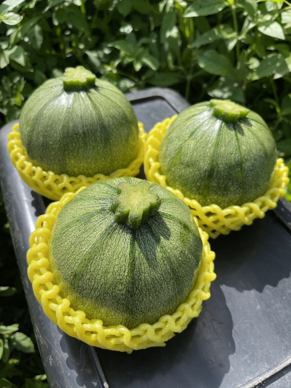 中秋限定櫛瓜組合箱(圓櫛瓜1kg+櫛瓜1kg) 有機櫛瓜,櫛瓜,圓櫛瓜,高山櫛瓜,高山有機櫛瓜,櫛瓜哪裡買,小農櫛瓜,櫛瓜箱,西葫蘆,節瓜