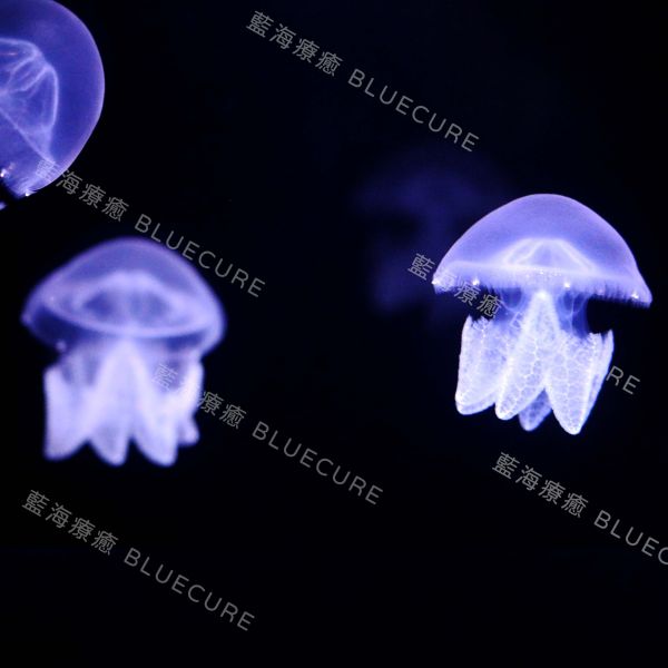 斑彩水母 養水母、桃園水母