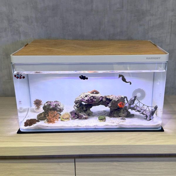 30公升生態缸 海馬飼養、養海馬價格、海馬吃什麼、海水缸、生態缸