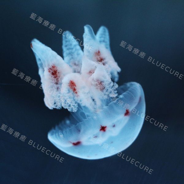 紅十字水母 