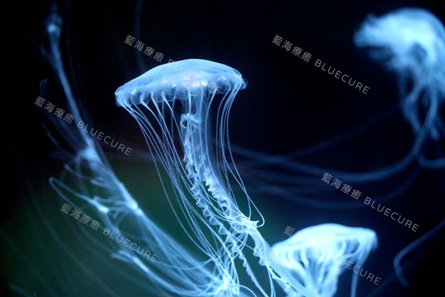 大西洋海刺 桃園養水母、桃園水母、XPARK水母