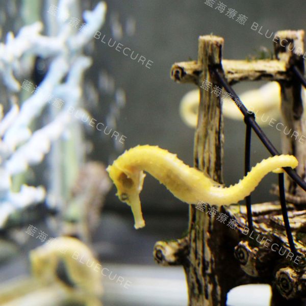 美國線紋海馬 