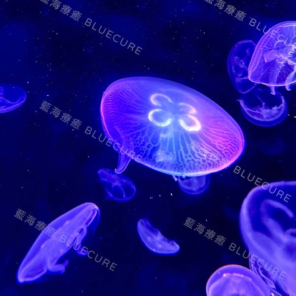 海月水母 桃園養水母、桃園水母、XPARK水母