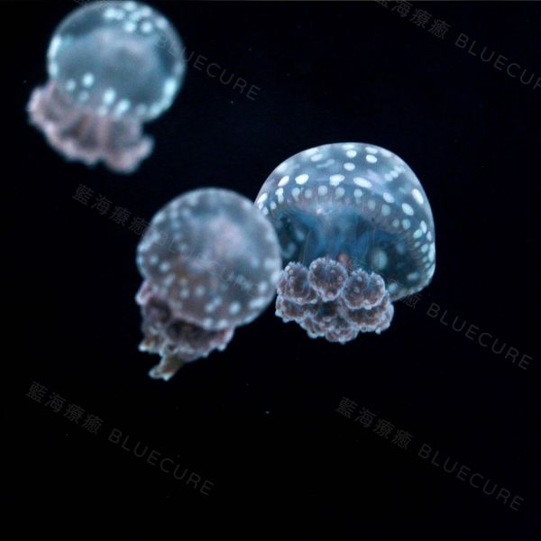 珍珠水母 桃園養水母、桃園水母、XPARK水母、養水母