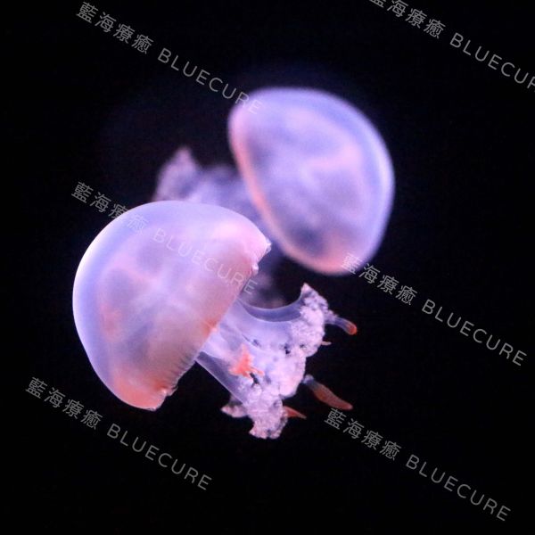 赤月水母 桃園養水母、桃園水母、XPARK水母