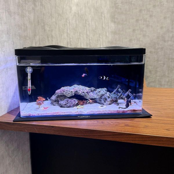 30公升生態缸 海馬飼養、養海馬價格、海馬吃什麼、海水缸、生態缸