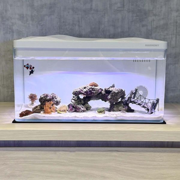 30公升生態缸 海馬飼養、養海馬價格、海馬吃什麼、海水缸、生態缸