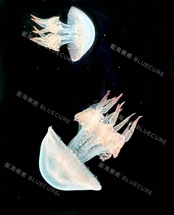 赤月水母 桃園養水母、桃園水母、XPARK水母