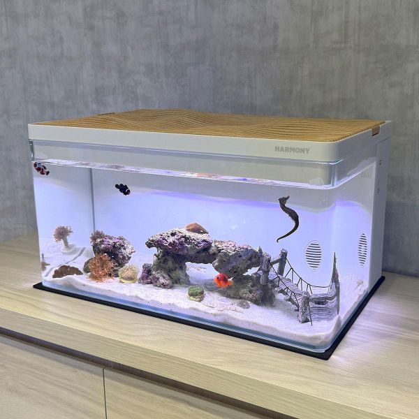 30公升生態缸 海馬飼養、養海馬價格、海馬吃什麼、海水缸、生態缸