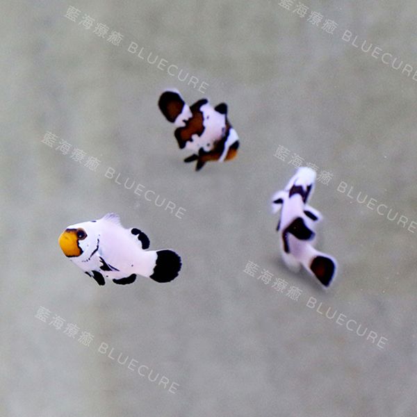 盲盒小丑魚 盲盒