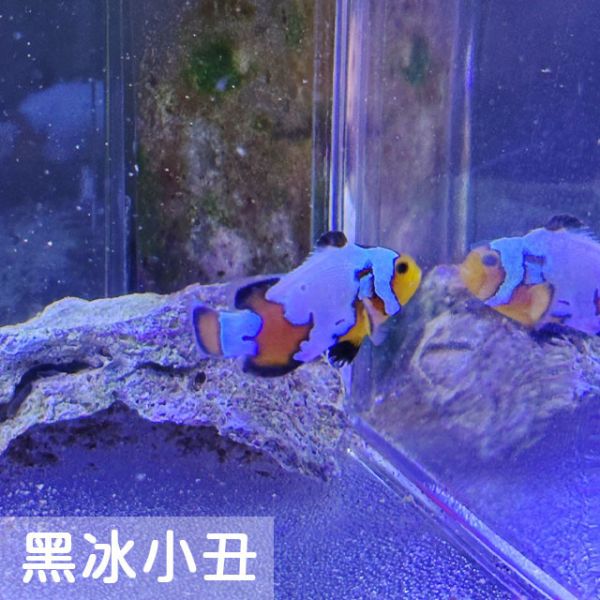 黑冰小丑魚 