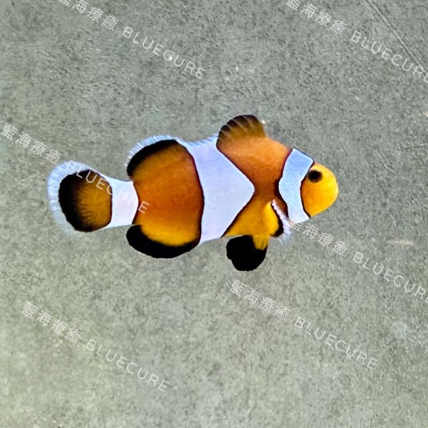 公子小丑魚 