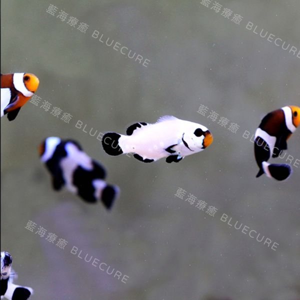 盲盒小丑魚 盲盒