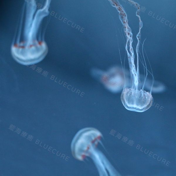 印尼海刺 