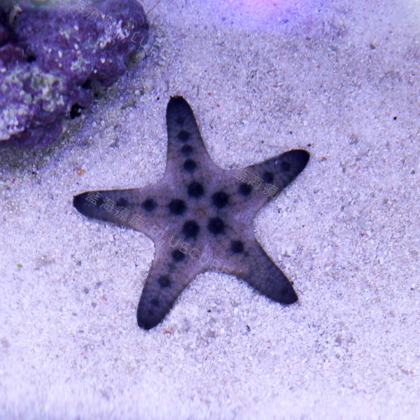 正海星 