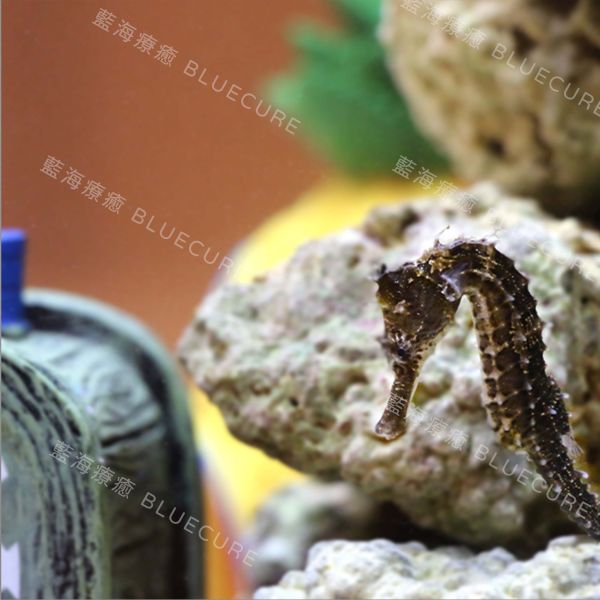 美國線紋海馬 