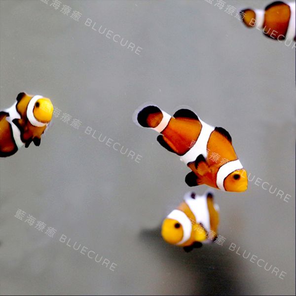 公子小丑魚 