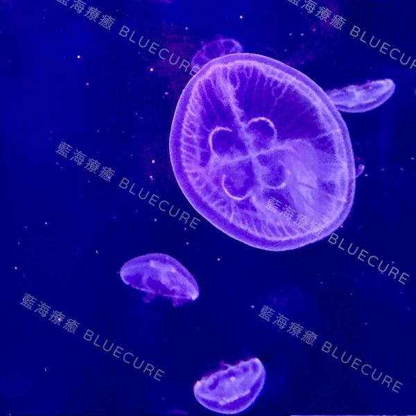 海月水母 桃園養水母、桃園水母、XPARK水母