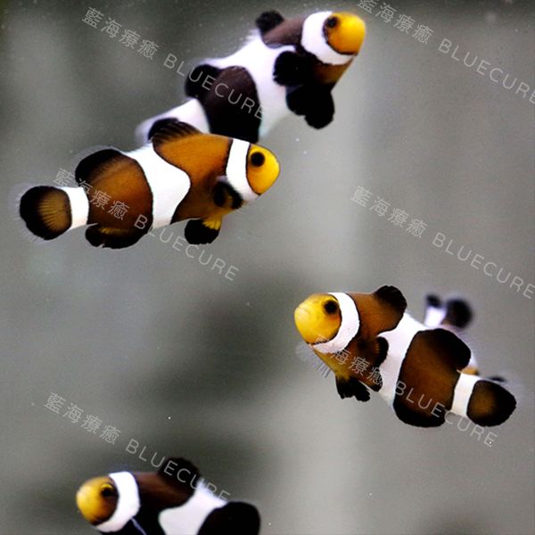 黑公子 