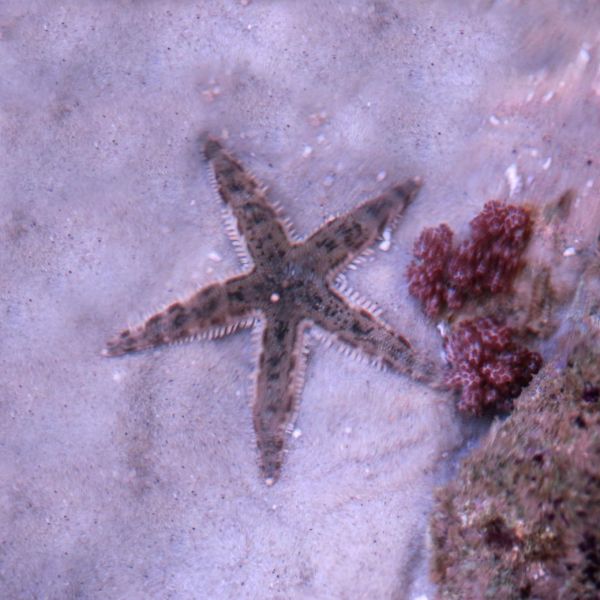 翻沙星 