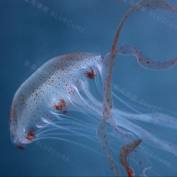 印尼海刺 