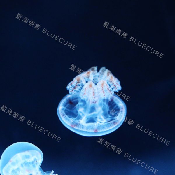 紅十字水母 