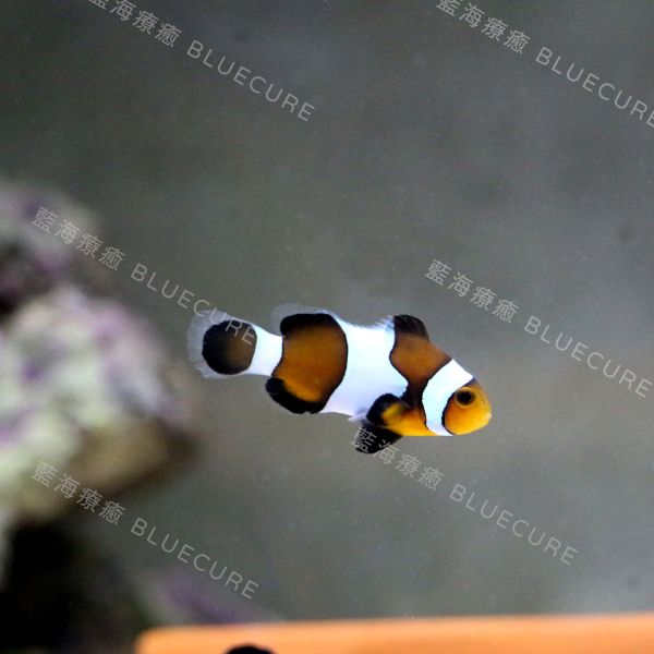 公子小丑魚 