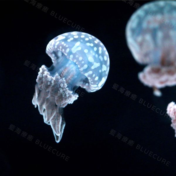 珍珠水母 桃園養水母、桃園水母、XPARK水母、養水母