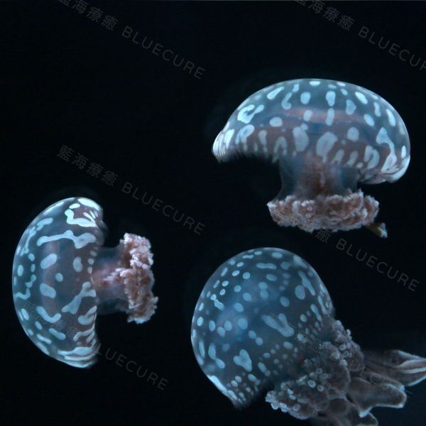 珍珠水母 桃園養水母、桃園水母、XPARK水母、養水母