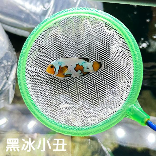 黑冰小丑魚 