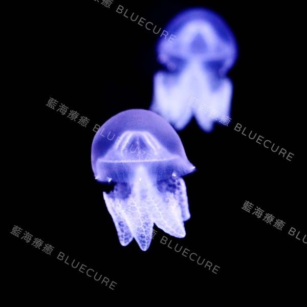 斑彩水母 養水母、桃園水母