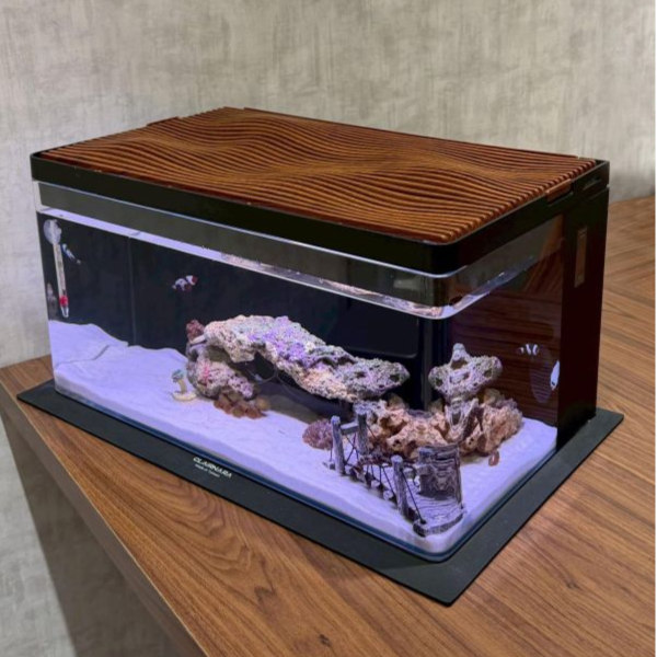 30公升生態缸 海馬飼養、養海馬價格、海馬吃什麼、海水缸、生態缸